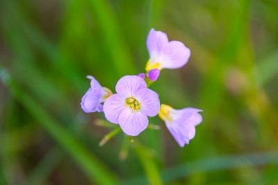 Bloemenremedies